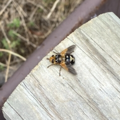 Microtropesa sinuata (A bristle fly) at Wandiyali-Environa Conservation Area - 28 Jan 2022 by Wandiyali