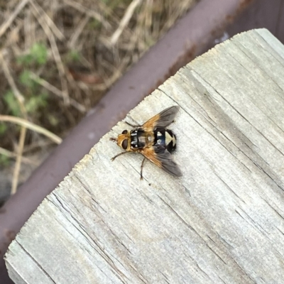 Microtropesa sinuata (A bristle fly) at Googong, NSW - 28 Jan 2022 by Wandiyali