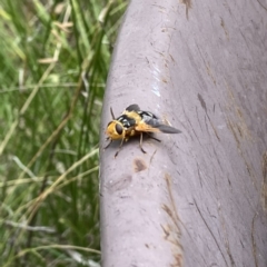 Microtropesa sinuata at Googong, NSW - 28 Jan 2022