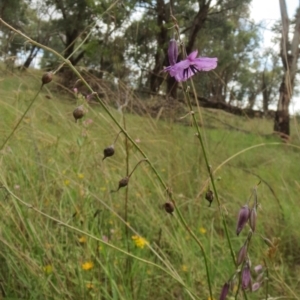 Arthropodium fimbriatum at Hawker, ACT - 30 Jan 2022