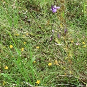 Arthropodium fimbriatum at Hawker, ACT - 30 Jan 2022