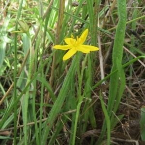 Hypoxis hygrometrica var. villosisepala at Hawker, ACT - 30 Jan 2022