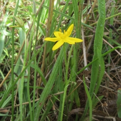 Hypoxis hygrometrica var. villosisepala (Golden Weather-grass) at Hawker, ACT - 29 Jan 2022 by sangio7