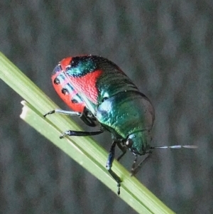 Choerocoris paganus at Paddys River, ACT - 30 Jan 2022