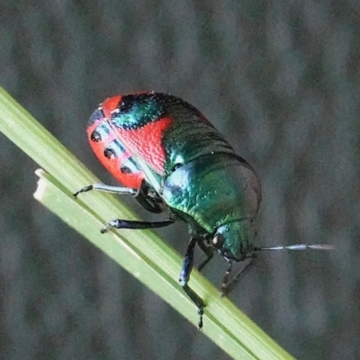 Choerocoris paganus (Ground shield bug) at Paddys River, ACT - 30 Jan 2022 by WindyHen