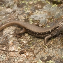 Liopholis montana (Tan-backed Skink) at Cotter River, ACT - 30 Jan 2022 by BrianHerps