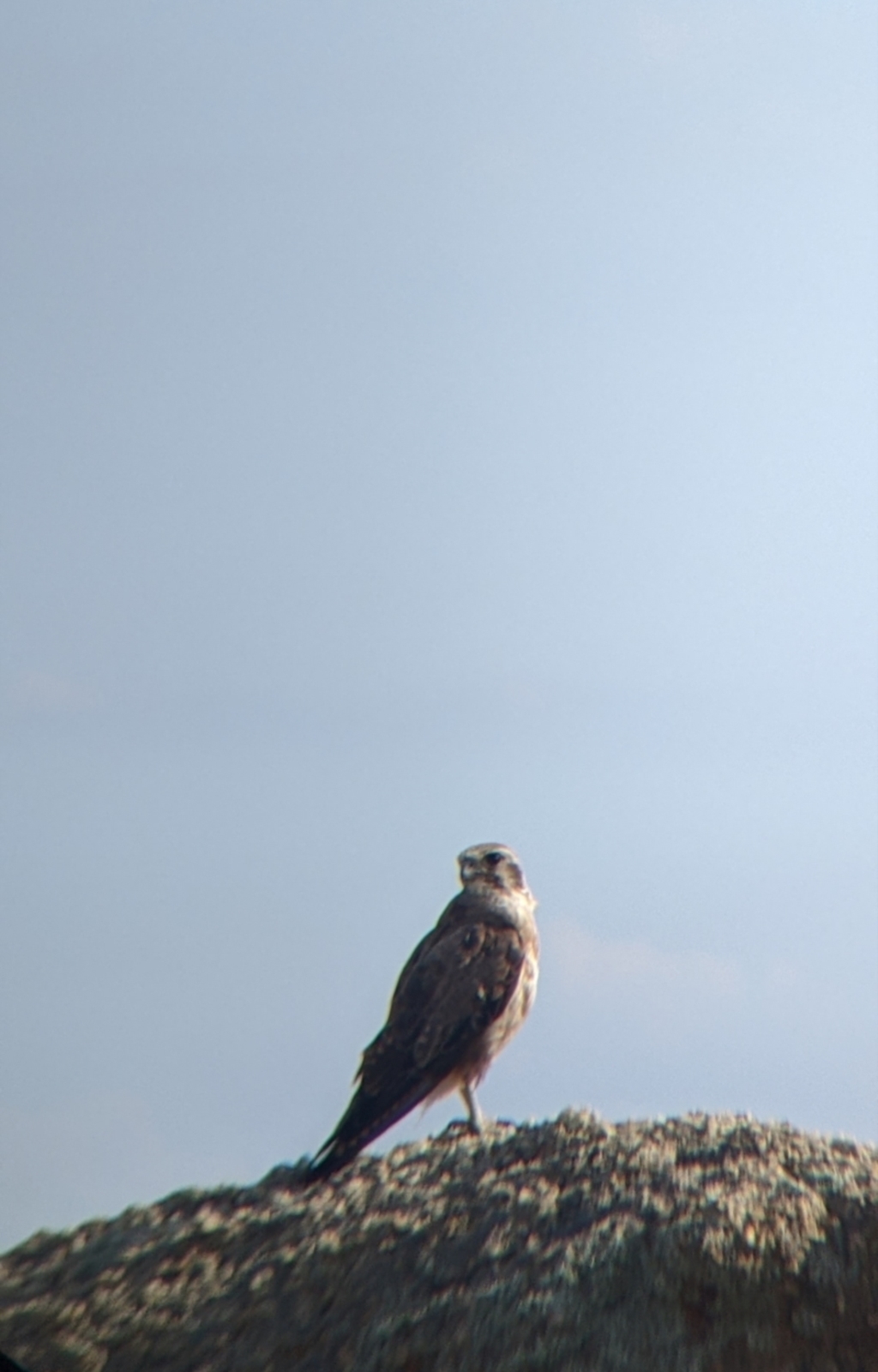 Falco berigora at Pyramid Hill, VIC - 30 Jan 2022