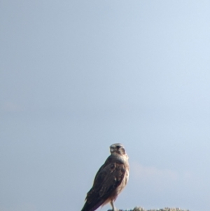 Falco berigora (Brown Falcon) at Pyramid Hill, VIC by Darcy