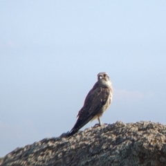 Falco berigora at Pyramid Hill, VIC - 30 Jan 2022