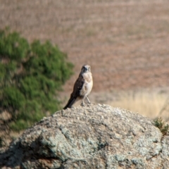 Falco berigora at Pyramid Hill, VIC - 30 Jan 2022