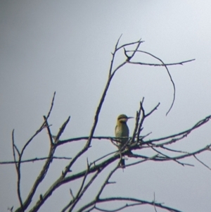 Merops ornatus at Pyramid Hill, VIC - 30 Jan 2022