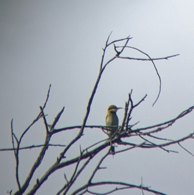 Merops ornatus (Rainbow Bee-eater) at Mount Hope Nature Conservation Reserve - 29 Jan 2022 by Darcy