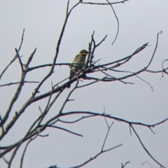 Merops ornatus at Pyramid Hill, VIC - 30 Jan 2022 09:26 AM