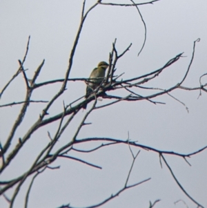 Merops ornatus at Pyramid Hill, VIC - 30 Jan 2022 09:26 AM