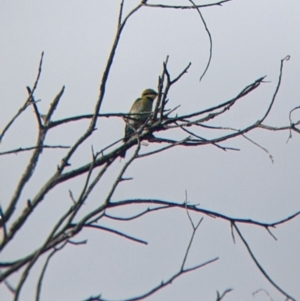 Merops ornatus at Pyramid Hill, VIC - 30 Jan 2022