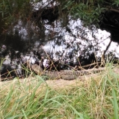 Intellagama lesueurii (Australian Water Dragon) at Latham, ACT - 30 Jan 2022 by JoeG