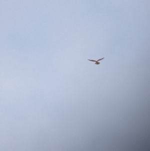 Falco cenchroides at Pyramid Hill, VIC - 30 Jan 2022 09:35 AM