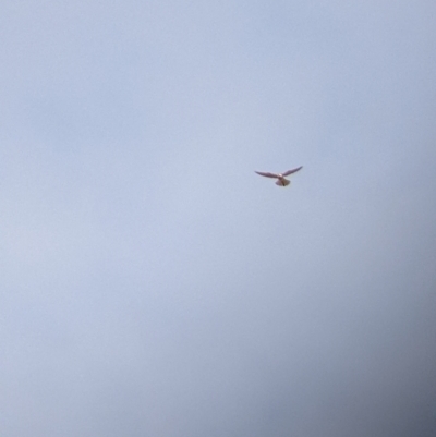 Falco cenchroides (Nankeen Kestrel) at Pyramid Hill, VIC - 29 Jan 2022 by Darcy