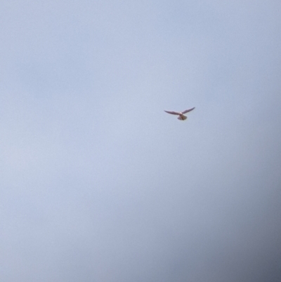 Falco cenchroides (Nankeen Kestrel) at Mount Hope Nature Conservation Reserve - 29 Jan 2022 by Darcy