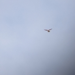 Falco cenchroides (Nankeen Kestrel) at Pyramid Hill, VIC - 29 Jan 2022 by Darcy