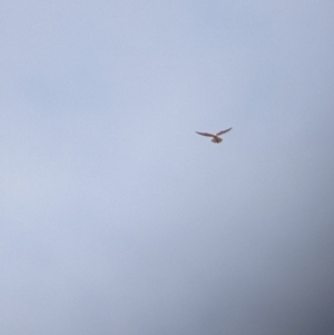 Falco cenchroides at Pyramid Hill, VIC - 30 Jan 2022