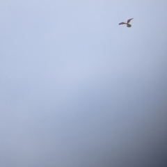 Falco cenchroides at Pyramid Hill, VIC - 30 Jan 2022