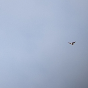 Falco cenchroides at Pyramid Hill, VIC - 30 Jan 2022 09:35 AM