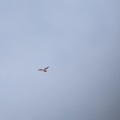 Falco cenchroides at Pyramid Hill, VIC - 30 Jan 2022 09:35 AM