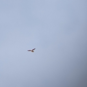Falco cenchroides at Pyramid Hill, VIC - 30 Jan 2022 09:35 AM