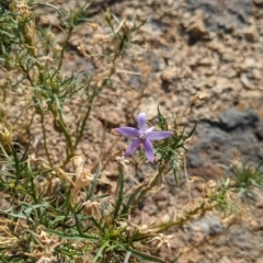 Isotoma axillaris (Australian Harebell, Showy Isotome) at Pyramid Hill, VIC - 30 Jan 2022 by Darcy