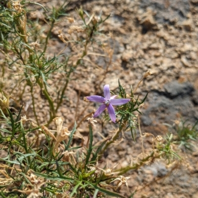 Isotoma axillaris (Australian Harebell, Showy Isotome) at Mount Hope Nature Conservation Reserve - 29 Jan 2022 by Darcy