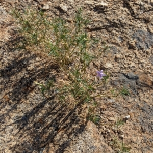 Isotoma axillaris at Pyramid Hill, VIC - 30 Jan 2022