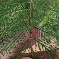 Acacia deanei subsp. paucijuga (Green Wattle) at Pyramid Hill, VIC - 30 Jan 2022 by Darcy