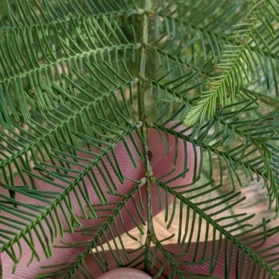 Acacia deanei subsp. paucijuga (Green Wattle) at Pyramid Hill, VIC - 30 Jan 2022 by Darcy