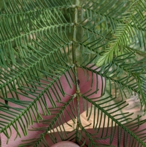 Acacia deanei subsp. paucijuga at Pyramid Hill, VIC - 30 Jan 2022