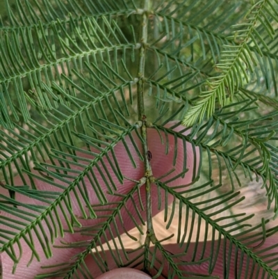 Acacia deanei subsp. paucijuga (Green Wattle) at Pyramid Hill, VIC - 29 Jan 2022 by Darcy