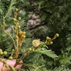 Acacia deanei subsp. paucijuga at Pyramid Hill, VIC - 30 Jan 2022