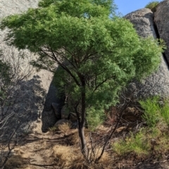 Acacia deanei subsp. paucijuga at Pyramid Hill, VIC - 30 Jan 2022