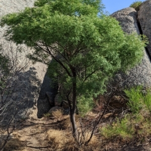 Acacia deanei subsp. paucijuga at Pyramid Hill, VIC - 30 Jan 2022