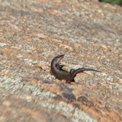 Unidentified Skink (TBC) at Pyramid Hill, VIC - 29 Jan 2022 by Darcy