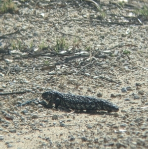 Tiliqua rugosa at Pyramid Hill, VIC - 30 Jan 2022 10:13 AM