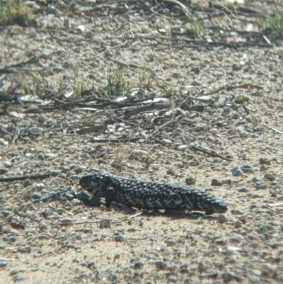 Tiliqua rugosa aspera (Eastern Shingleback) at Pyramid Hill, VIC - 30 Jan 2022 by Darcy