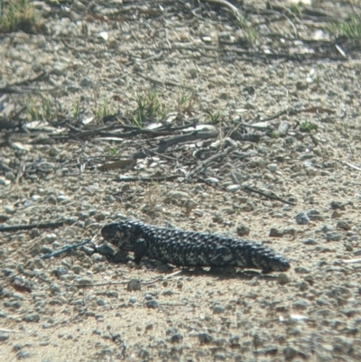 Tiliqua rugosa (Shingleback Lizard) at Pyramid Hill, VIC - 29 Jan 2022 by Darcy