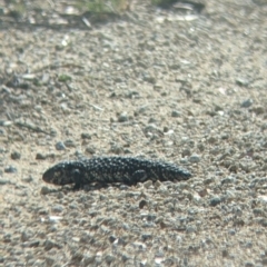 Tiliqua rugosa at Pyramid Hill, VIC - 30 Jan 2022