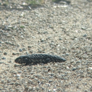 Tiliqua rugosa aspera at suppressed - suppressed