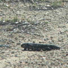 Tiliqua rugosa at Pyramid Hill, VIC - 30 Jan 2022 10:13 AM