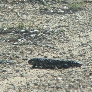 Tiliqua rugosa at Pyramid Hill, VIC - 30 Jan 2022 10:13 AM