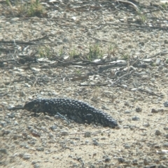 Tiliqua rugosa at Pyramid Hill, VIC - 30 Jan 2022 10:13 AM