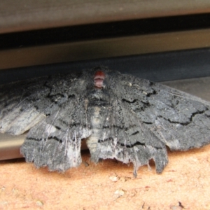 Melanodes anthracitaria at Lilli Pilli, NSW - 21 Dec 2021