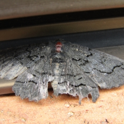 Melanodes anthracitaria (Black Geometrid) at Lilli Pilli, NSW - 20 Dec 2021 by Birdy